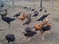 Chickens — Foto 1