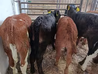 Vaca, Vaca Limousin — foto 5