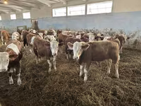 Buqa, Simmental cattle — 2-rasm