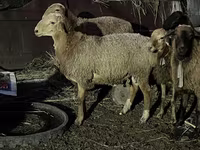 Widder, Schafe — Foto 2
