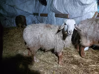 Ram, Arashan sheep — photo 1