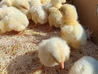 Chickens — Foto 5