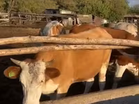 Kuh, Simmental cattle — Foto 2