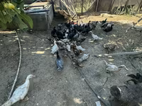 Ducks — 1-сурет