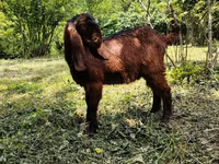 Cabras (lote, sexo no especificado), Cabras — foto 3