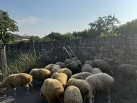 Schafe (Partie, Geschlecht nicht angegeben), Schafe — Foto 2