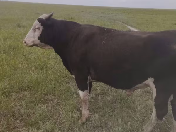 Buqa, Russian Black pied cattle