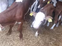 Toro, Simmental cattle — foto 3