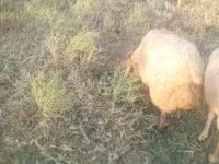 Oveja, Ovejas — foto 7