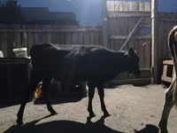 Rinder (Partie, Geschlecht nicht angegeben), Simmental cattle — Foto 5