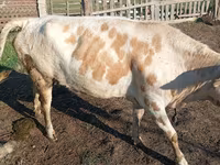 Vaca, Simmental cattle — foto 1