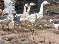 Geese — 照片 2