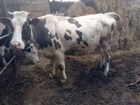牛只（批次，未指定性别）, Russian Black pied cattle — 照片 3