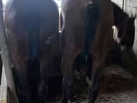 Hengst, Kazakh horse — Foto 5