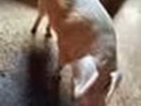 Eber, Schweine — Foto 5
