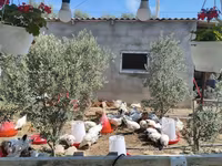 Chickens — الصورة 2