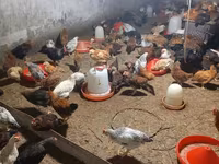 Chickens — फ़ोटो 4