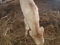 Buğa, Simmental cattle — foto 1