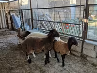 Schaf, Blackheaded Persian sheep — Foto 3