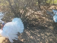 Blanca de pechuga ancha — foto 3