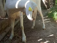 عنزة, Nubian Goat — الصورة 5