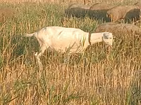 Qoyun, Qoyunlar — foto 7