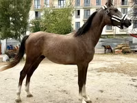 Aygʻir, Arabian horse — 1-rasm