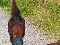Chickens — 3-сурет