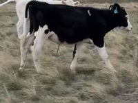Toro, Raza Auliékol — foto 3