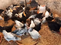 Chickens — Foto 4