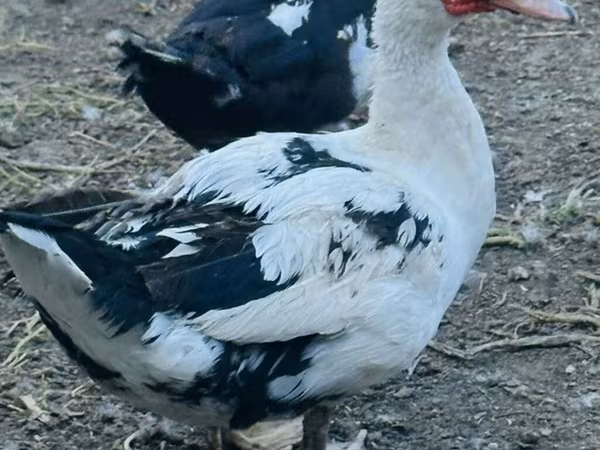 Ducks