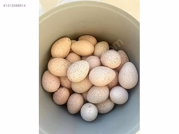 Turkeys