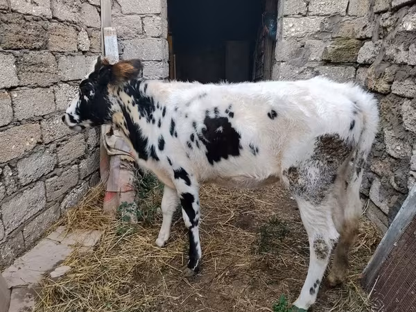 Kuh, Russian Black pied cattle