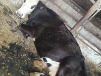 Сиыр, Russian Black pied cattle — 1-сурет