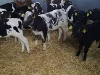 Rinder (Partie, Geschlecht nicht angegeben), Russian Black pied cattle — Foto 3