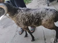 公羊, Sheep — 照片 3