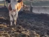 गाय, Simmental cattle — फ़ोटो 2