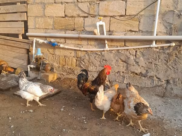 Chickens