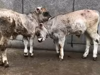 Toro, Ganado vacuno — foto 4