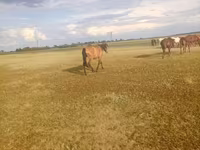 Stute, Horse breed — Foto 1