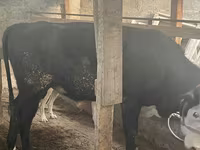 Bulle, Latvian Blue cattle — Foto 5
