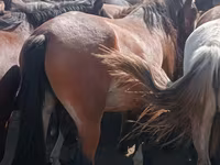 Toychoq, Horse breed — 6-rasm
