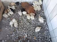 Chickens — الصورة 7