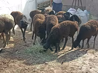 أغنام (دفعة، الجنس غير محدد), Tajik sheep — الصورة 5
