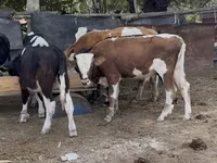 Toro, Simmental cattle — foto 1
