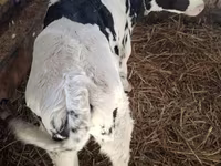 ثور, Russian Black pied cattle — الصورة 3