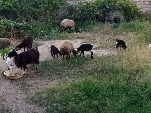 Ovejas (lote, sexo no especificado), Ovejas