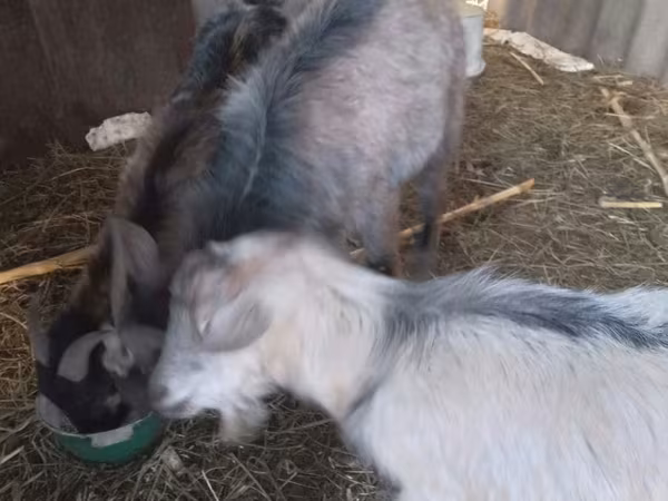 母山羊, Goats