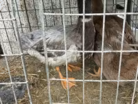 Ducks — Foto 7