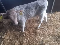 Bulle, Simmental cattle — Foto 2